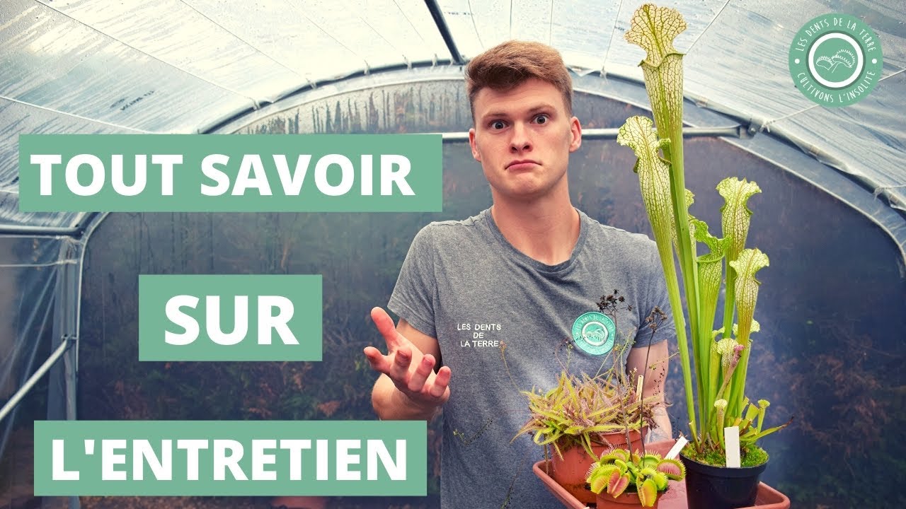 Comment entretenir sa Plante Carnivore ? 🚿