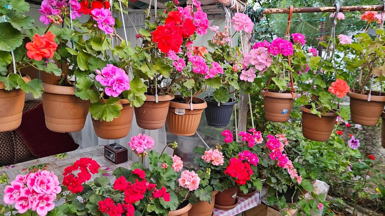 🧿BAHÇEM ÇILDIRDI🧿ÇİÇEKLERİME NELER VERİYORUM💯 KAÇIRMA‼️ #garden #flower #plants #nature #çiçekbakımı