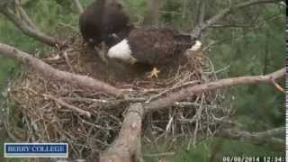 Berry Eagles,Watch For Different Times&Dates In Video Lower Right Corner,6/8/14