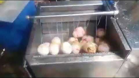 máy rửa khoai lang, máy rửa khoai môn, máy rửa khoai tây, máy rửa chả vỏ củ quả 0909134877