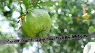 Close-up of unripe pomegranate hanging on branch