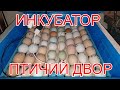 Самый плохой инкубатор Выводим цыплят "птичий двор"