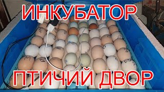 Самый плохой инкубатор Выводим цыплят "птичий двор"