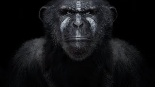 Chimp console presentation