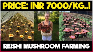 Red Reishi Mushroom Farming  How To Grow Reishi Mushrooms At Home  Reishi Mushroom Cultivation