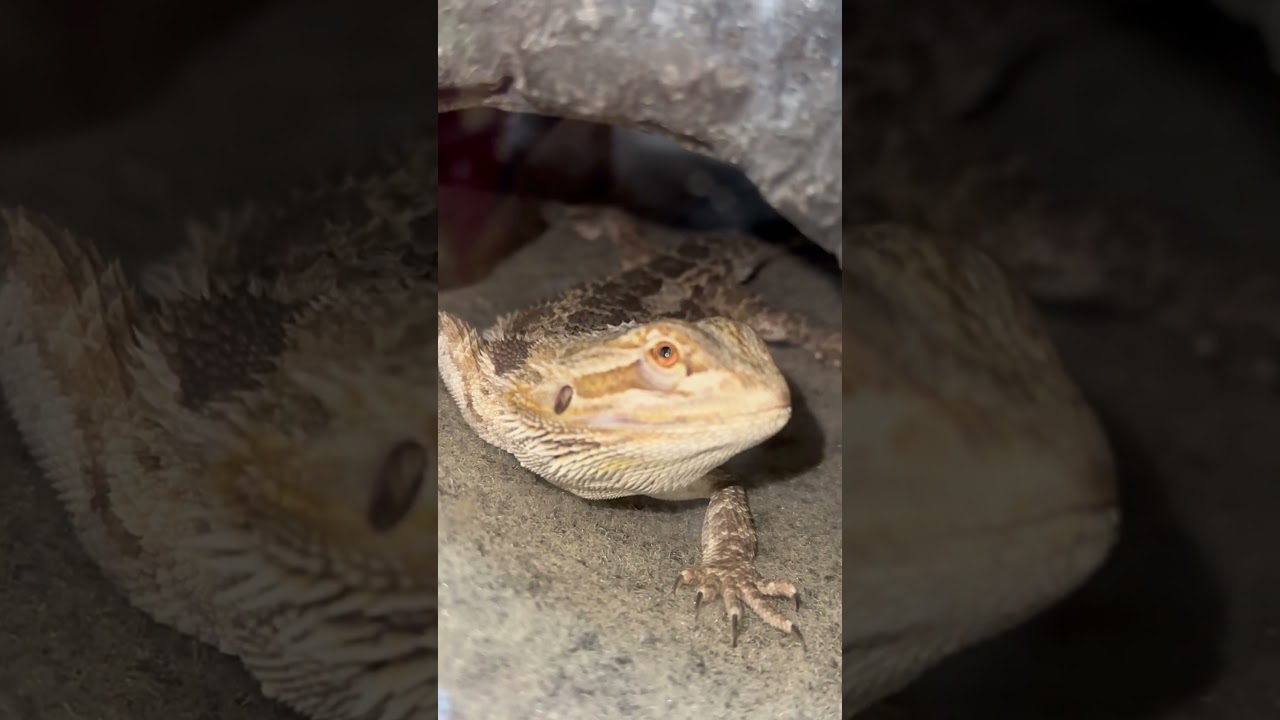 The dragon surveys the horizon, silent and timeless.