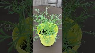 Extra Golden California Poppy Plant