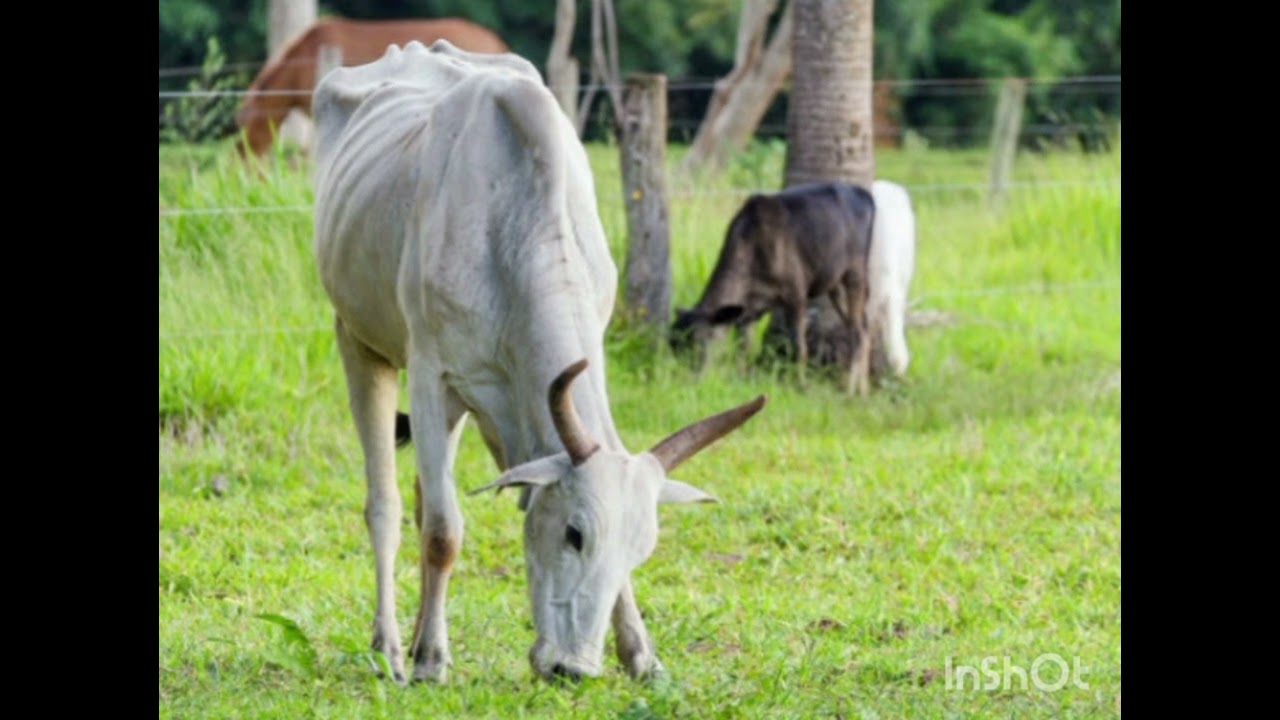 # veterinary care # animal health # worm disease 
