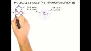 SECOND SERIES: The importance of water