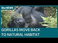 How humans are making way for endangered mountain gorillas in Rwanda's national park | ITV News