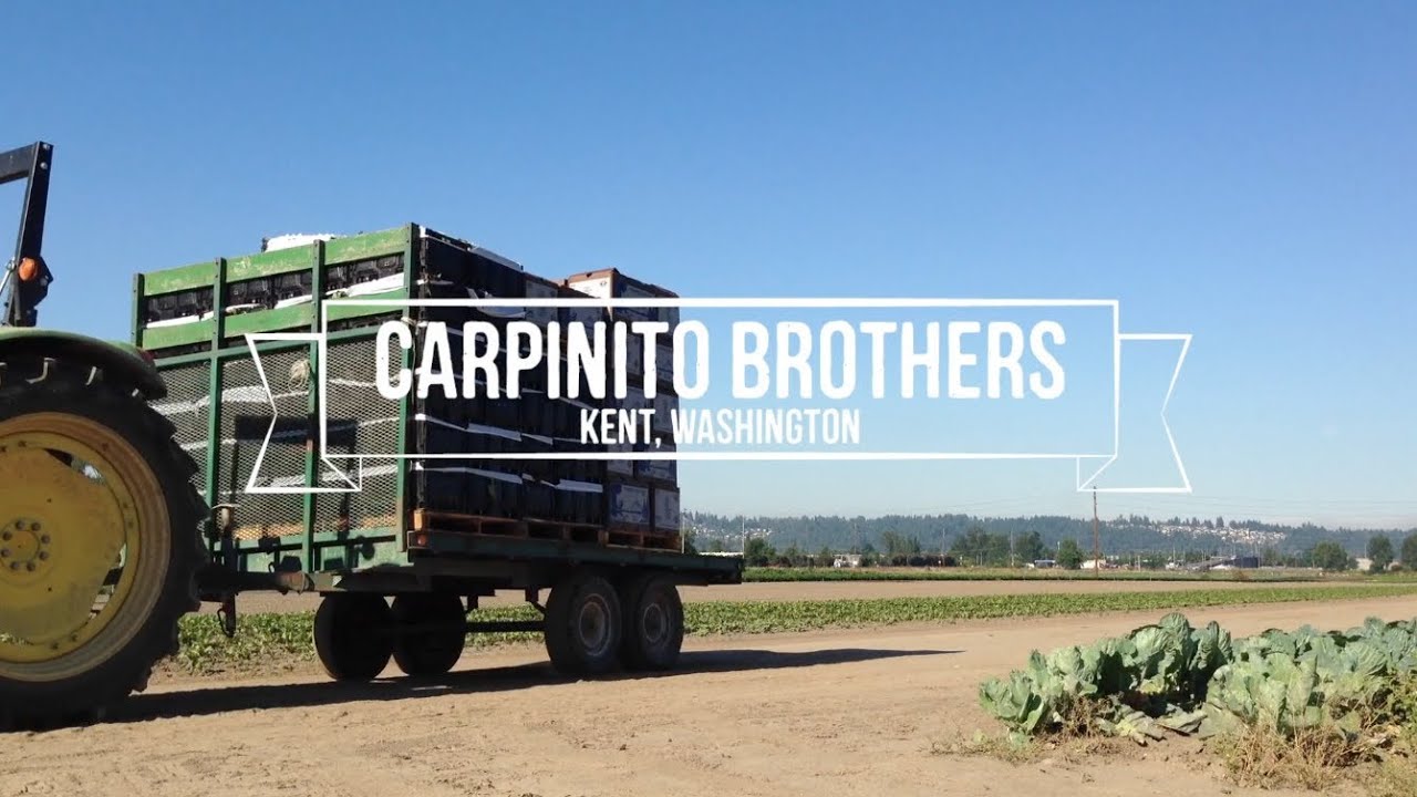 Meet the Carpinito Brothers Puyallup, Washington YouTube