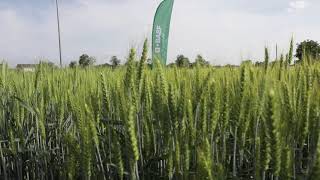 Piattaforma Cereali Apsov In Collaborazione Con Basf Italia