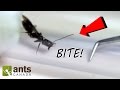 OMG! I Caught a NEW QUEEN ANT! | A MONSTER ANT BATTLE feat. Trap-jaws, Weaver Ants, Marauder Ants