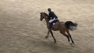 Can İbrahi̇m Özvanligi̇l - Anno, İask One Day Show 26.01.2019 Müsabakalari 100 Cm Yb İki̇nci̇si̇