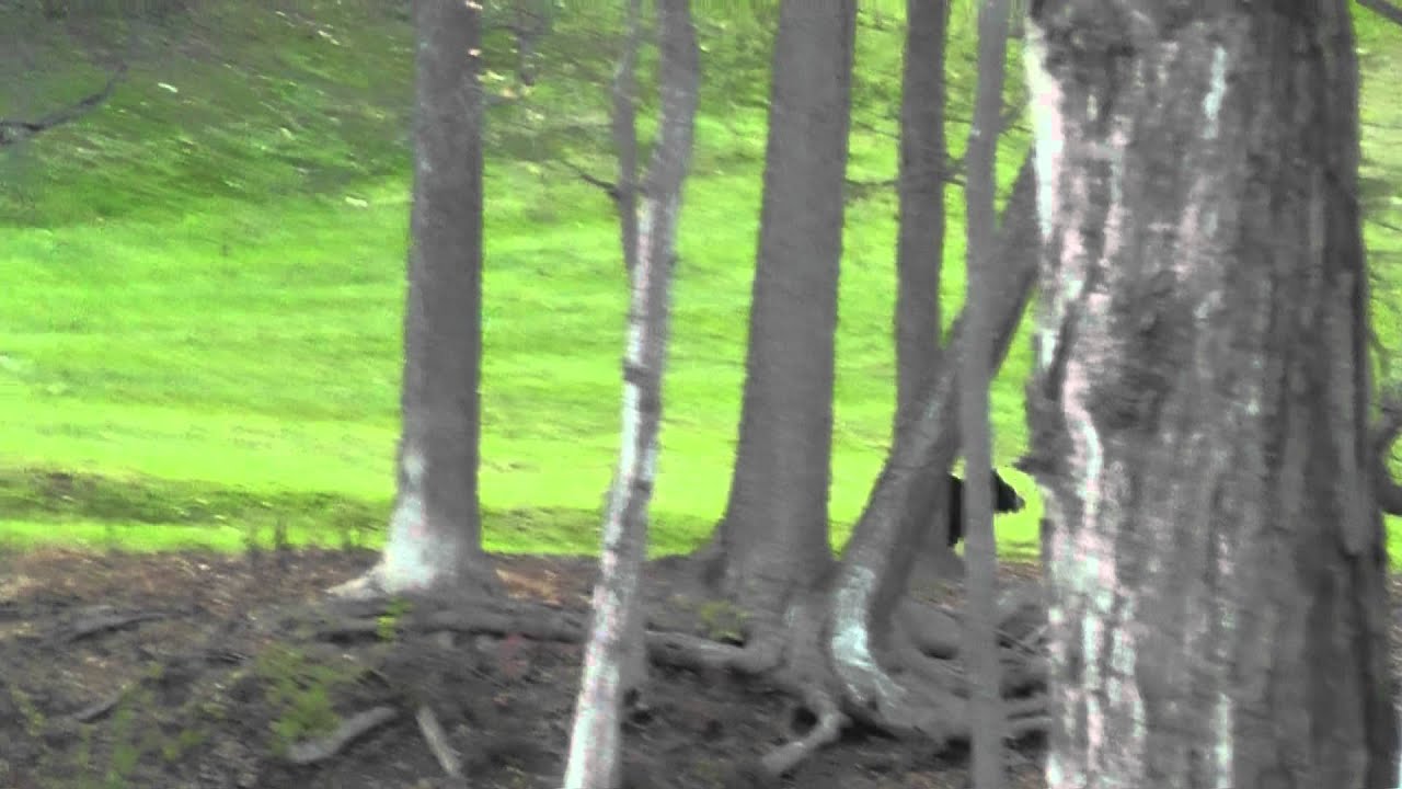 trick or treating bear - YouTube