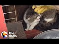 Mother Cat And Her Kittens Take In A New Family Member | The Dodo