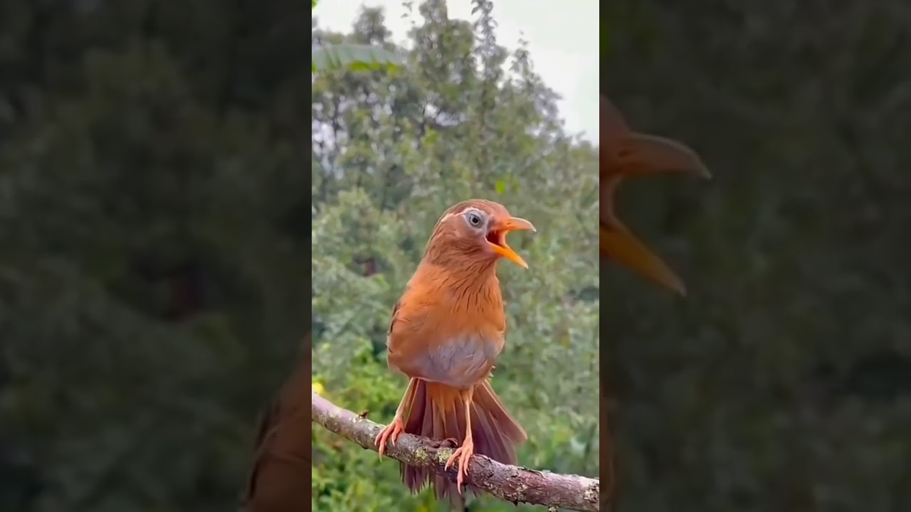 Wambi gacor di alam liar 