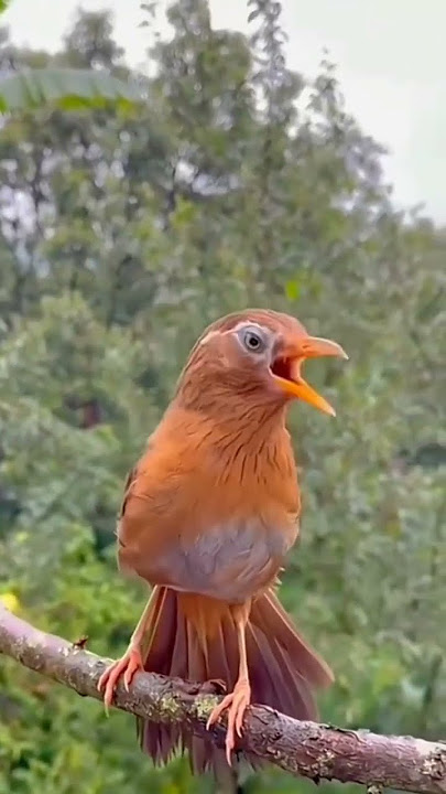 Wambi gacor di alam liar #birds #burungmerdu #burungberkicau #burungkicaumania #birdsounds