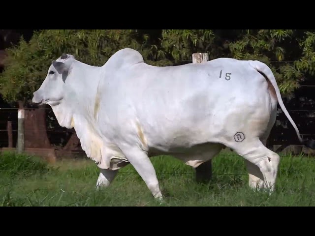 Lote 15   Leilão Virtual de Fêmeas Nelore RSAN