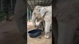 A Baby Elephant Funny Fact | #kannada #facts #karnataka #amazing #youtubeshorts #trendingshorts A Baby Elephant Funny Fact | #kannada #facts #karnataka #amazing #youtubeshorts #trendingshorts