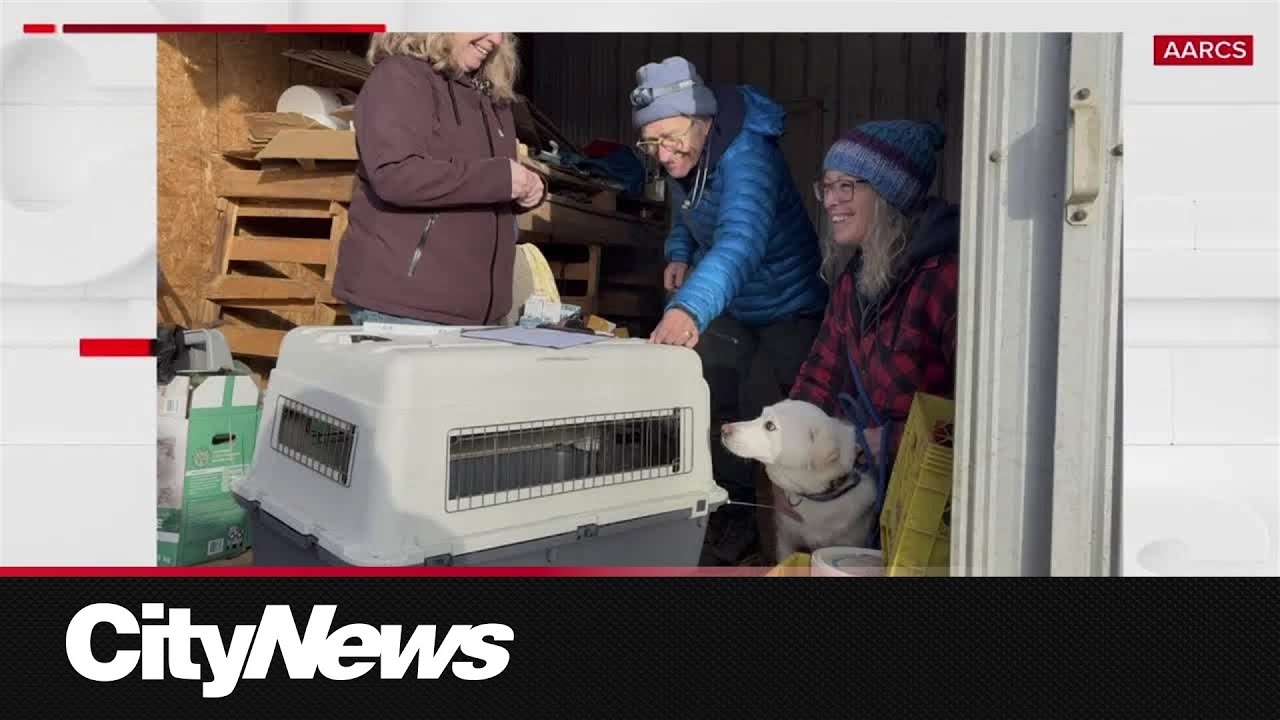 Nearly 300 animals seized during joint rescue operation in Northern ...