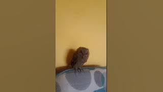 Burung hantu  celepuk ( suara anakan celepuk)