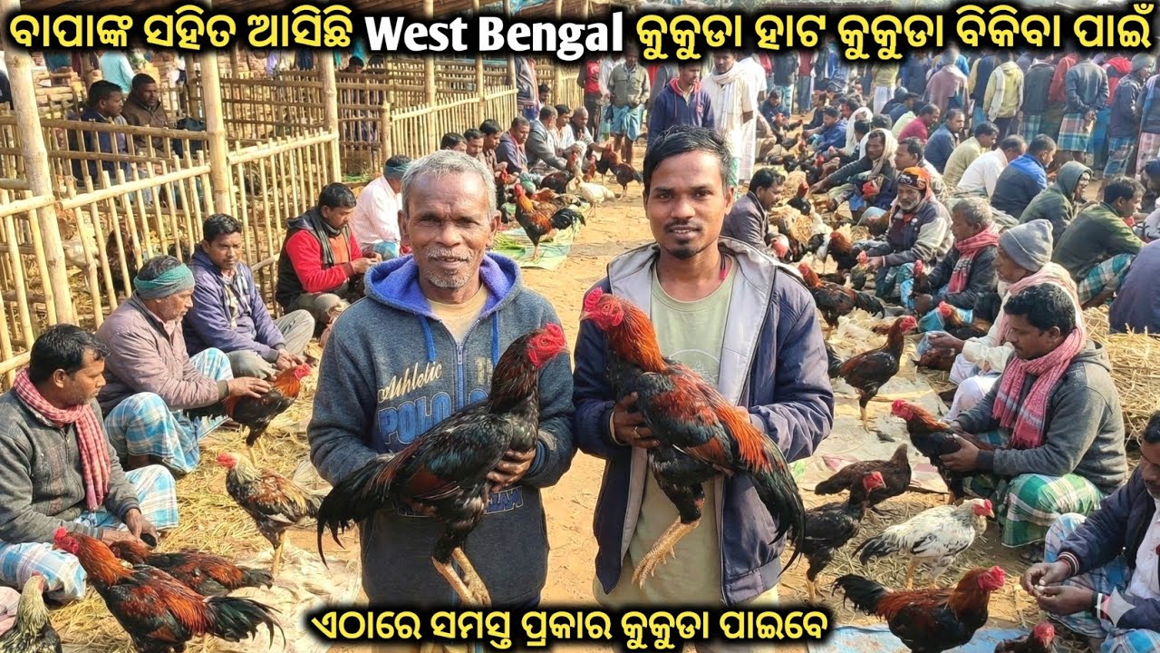 ବାପାଙ୍କ ସହିତ ଆସିଛି West Bengal କୁକୁଡା ହାଟ କୁକୁଡା ବିକିବା ପାଇଁ | ଏହି ହାଟରେ ସମସ୍ତ ପ୍ରକାର କୁକୁଡା ମିଳିବେ