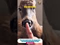 The man risked his life to save the deer trapped beneath the icy river. #deer  #animals #wildlife
