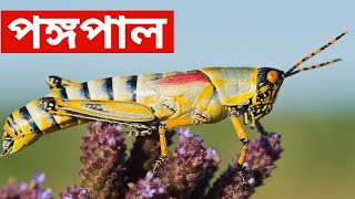 পঙ্গপাল। কতটা ভয়ংকর এই পঙ্গপাল?? Locust Swarm|| Bicakkhan