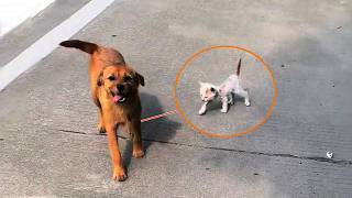 The most heartwarming "dog nanny": She adopted a homeless kitten!