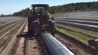 Laying weedmat for blueberries