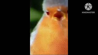 Flying birds robbin bird