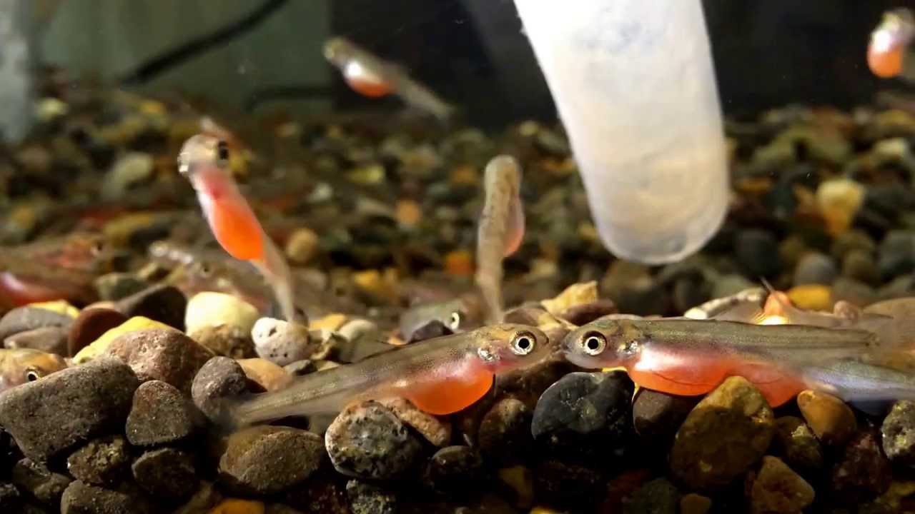Young salmon in aquarium YouTube