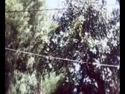 Gondoruwo Pohon Alpukat  YouTube