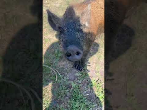 Замените пожалуйста на нового😂 #hunting #животные #лесной #animals #pig #кабан #собака #еда #gaming