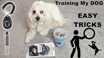 Using a Clicker and Whistle for the first time with My DOG! Training My Dog! Easy Tricks
