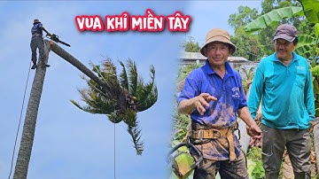 Cực kì nguy hiểm !!! Vua Khỉ cưa ba cây Dừa cao chót vót Phần (2/2).