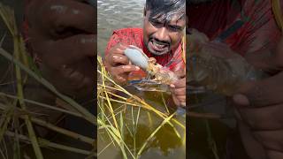 শৈশবের চিংড়ি চুরির অভিজ্ঞতা #fishing #fish #vairalvideo #desiviilagelifetstyle