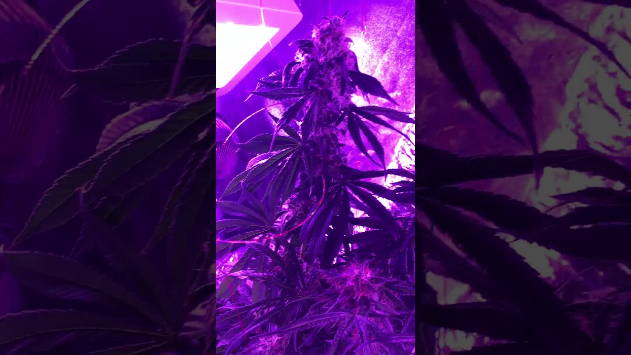 Kushberry Strain SEEDS!!!