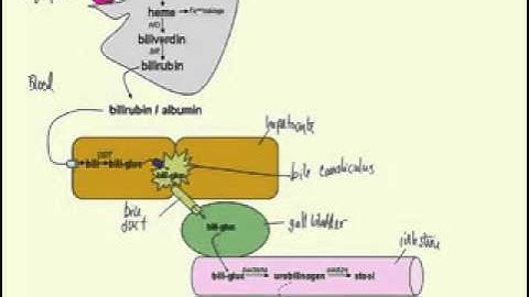 bilirubin metabolism made simple