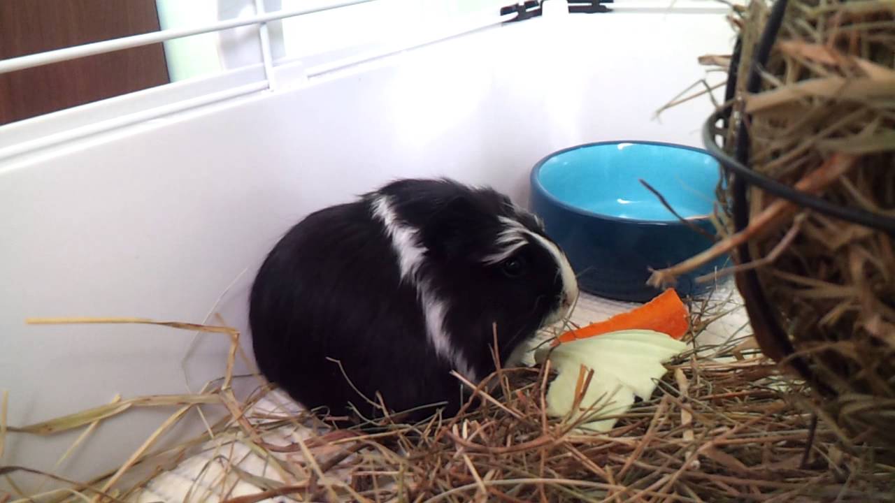 Морская свинка коронет кушает - YouTube