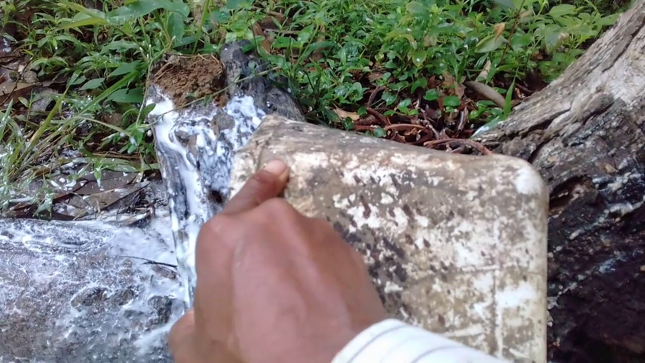 Part 2. Pengarah dlm kebun getah - YouTube