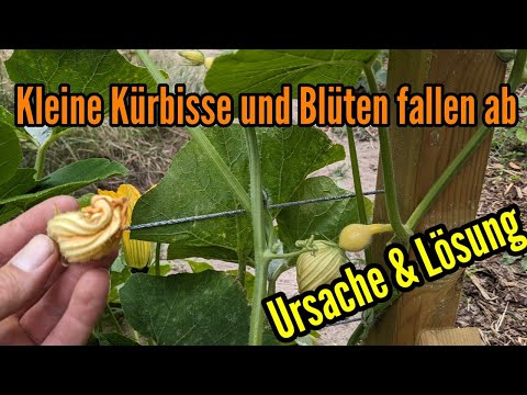 Video: Kürbisprobleme - Warum Kürbisfrüchte innen hohl sind