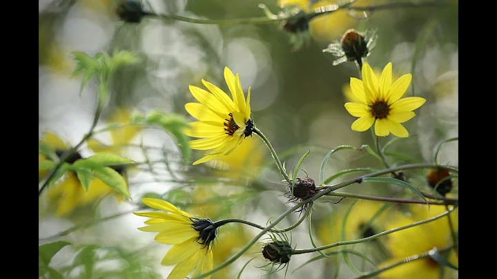 Plant Review: Perennial Sunflower [Helianthus angustifolius] - DayDayNews