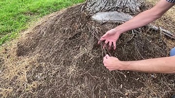 V4_Talking Trees with Lee (Volcano Mulching)