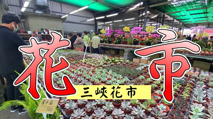 三峡知名花市在哪里？三峡花市有什么推荐的植物种类？三峡在地人都知道的热门花市 - 天天要闻