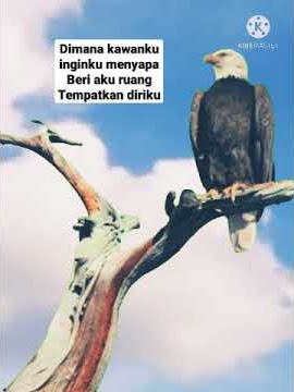 dimana #padi #dimana kawanku #elang #eagle