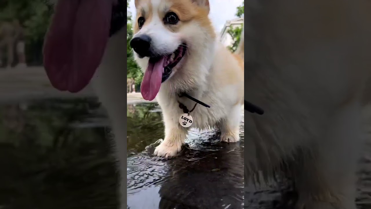 Adorable Corgi Takes a Delightful Stroll in the Water! 🌊🐾