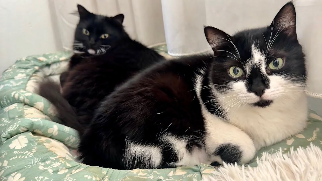 Snuggle Time Adorable Cat Duo! 仲良しな時間を過ごした日の猫姉妹
