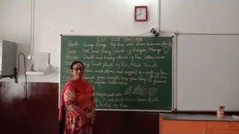 CLASS 2 E.V.S Chapter 11 Plant World